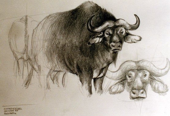 Büffel | buffalo