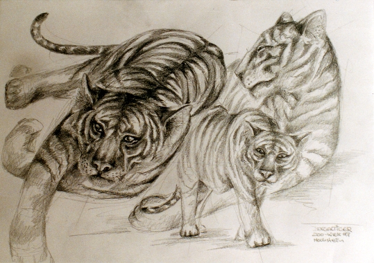 Tiger | tiger